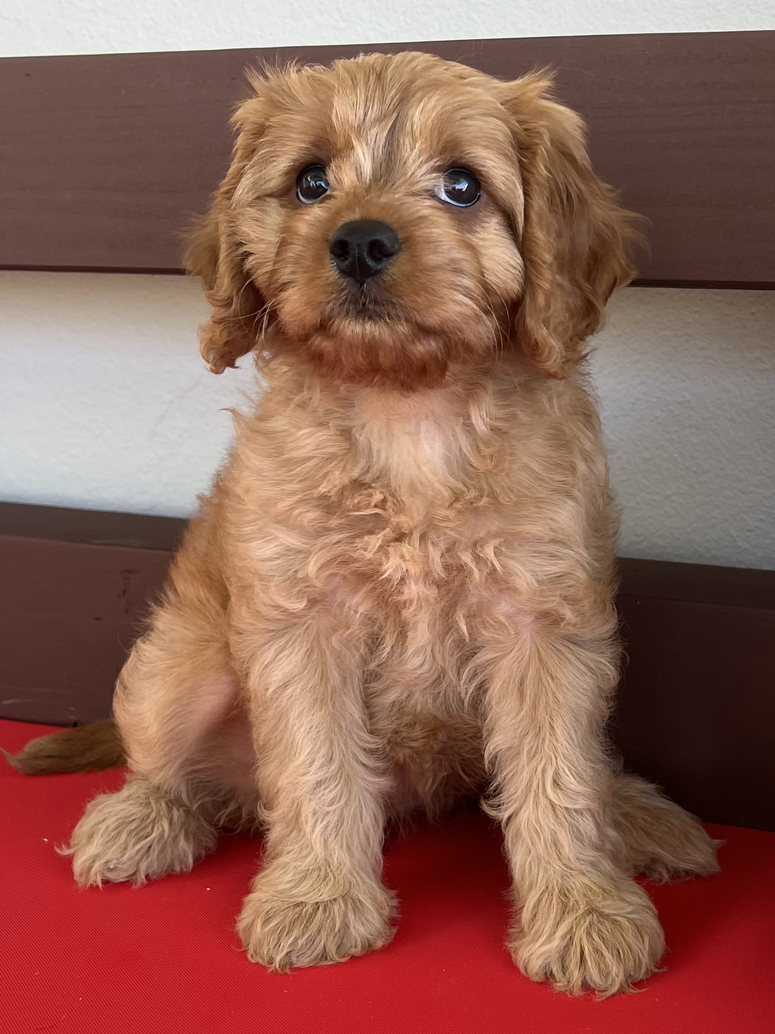 cual es mejor cockapoo o cavapoo