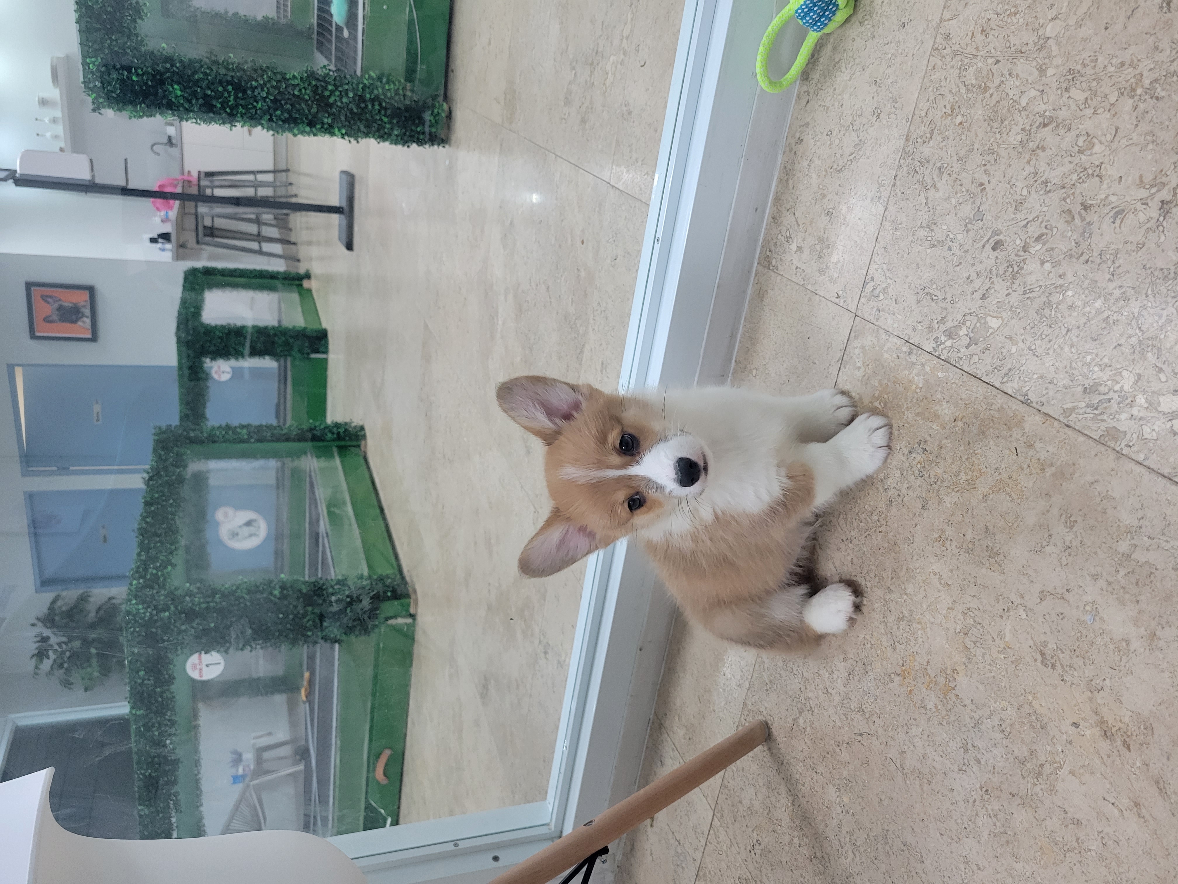 3 month hot sale old corgi