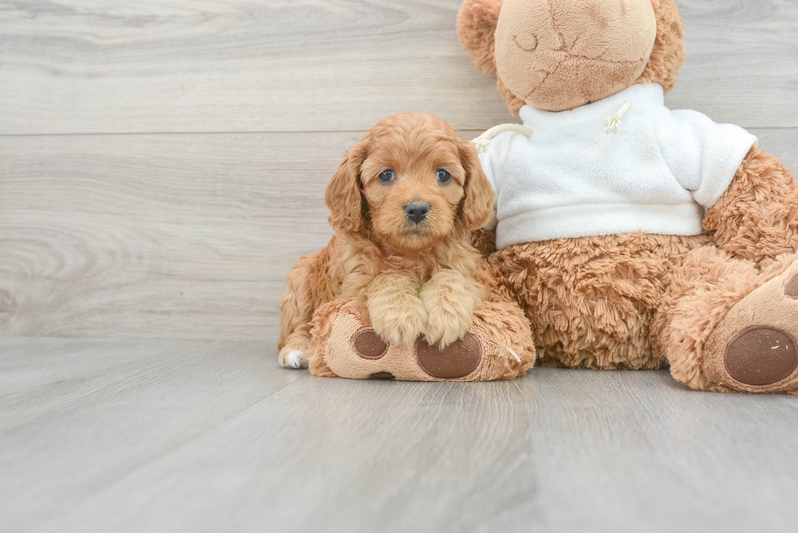 Cute Cavapoo Martini: 5lb 7oz Doodle Puppy