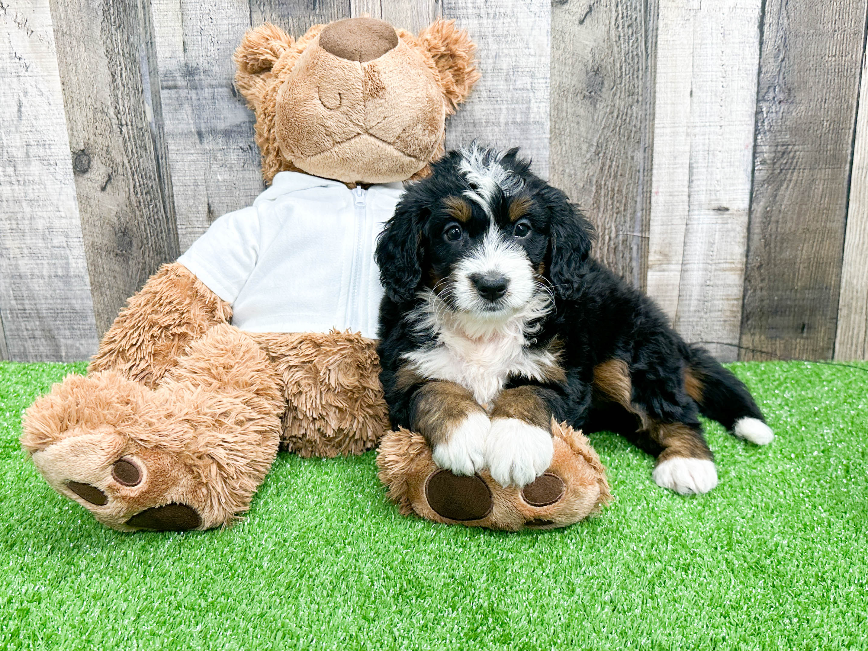 Bernese best sale mini doodle