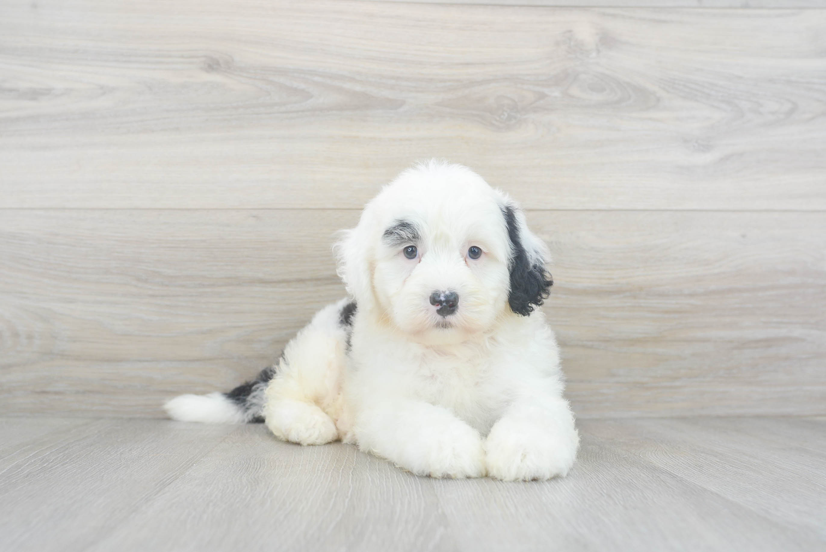 Mini hotsell sheepdog puppies