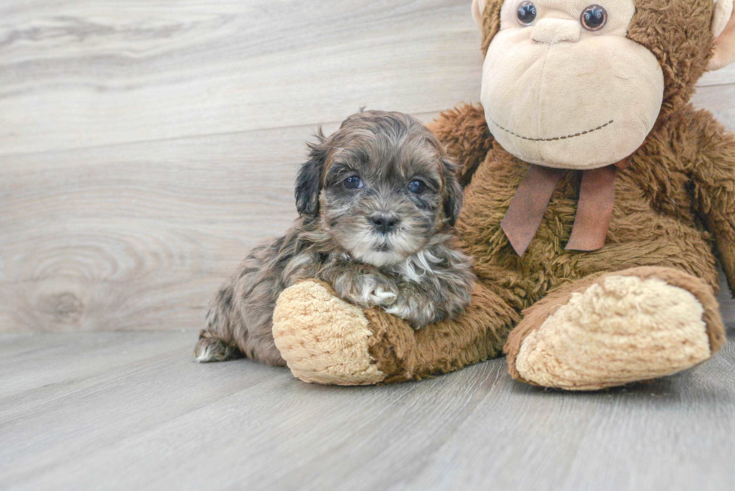 Blue merle shih clearance poo