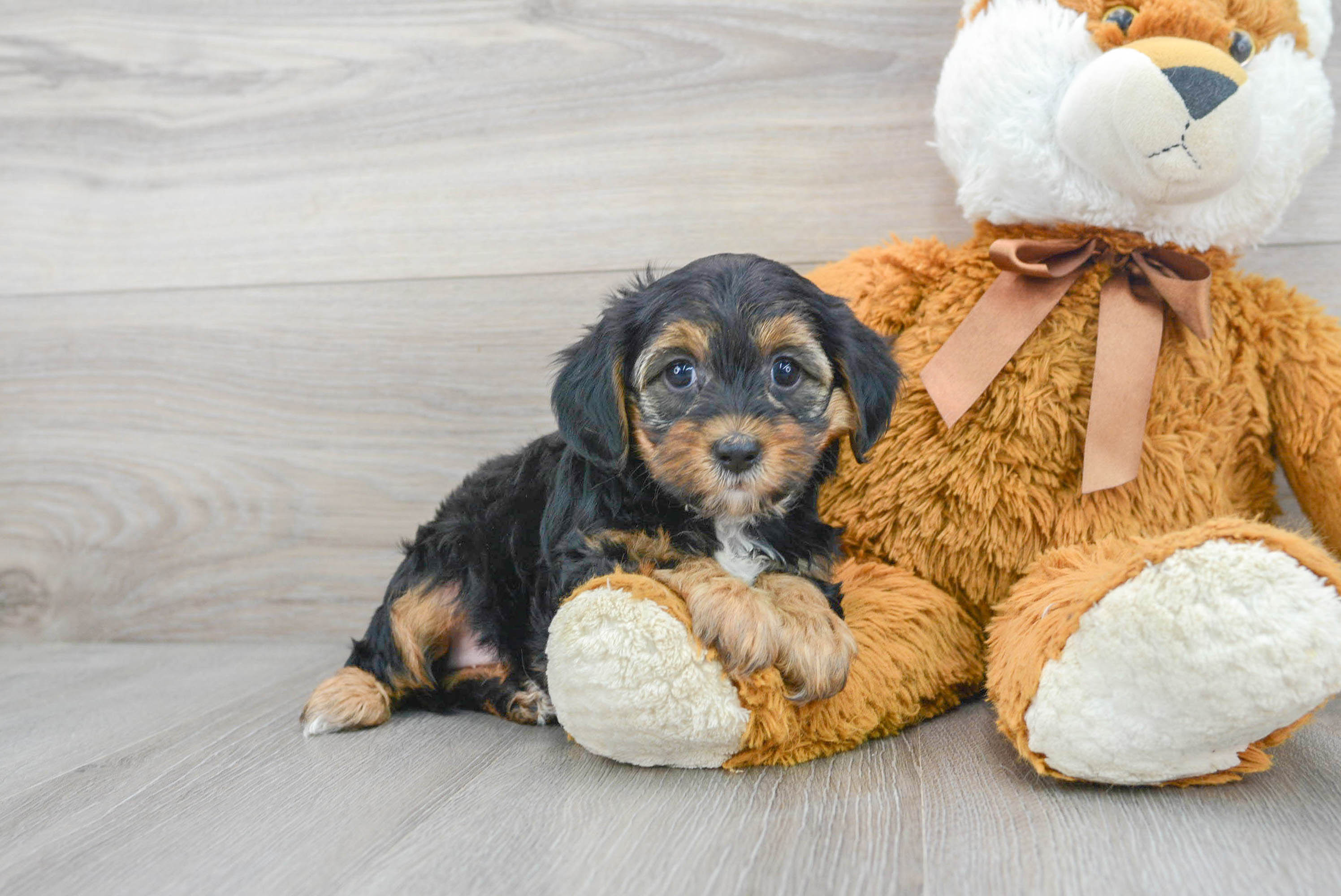 F1b store yorkie poo