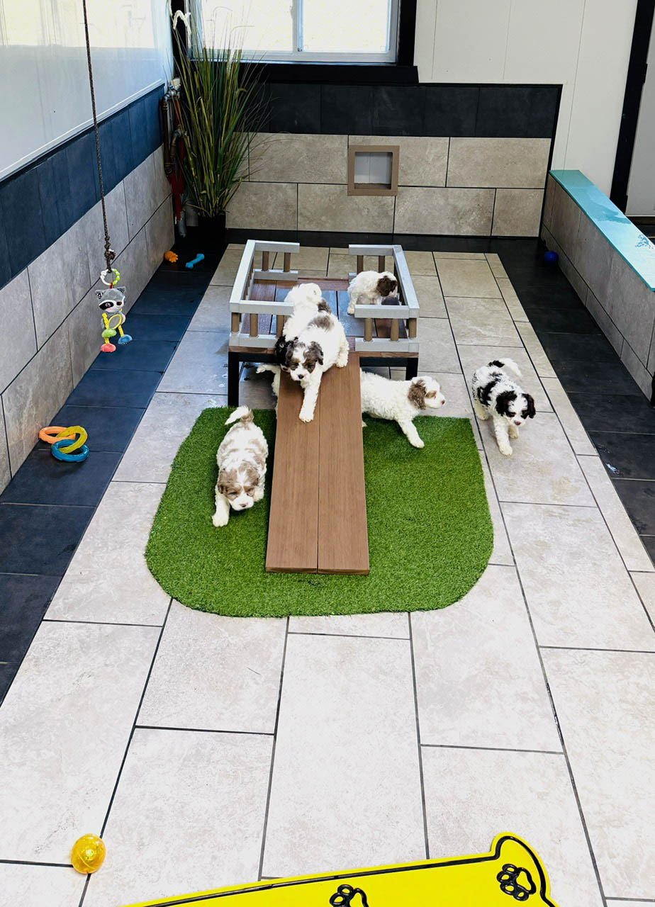 Breeder working with puppies following Puppy Love PR participation standards
