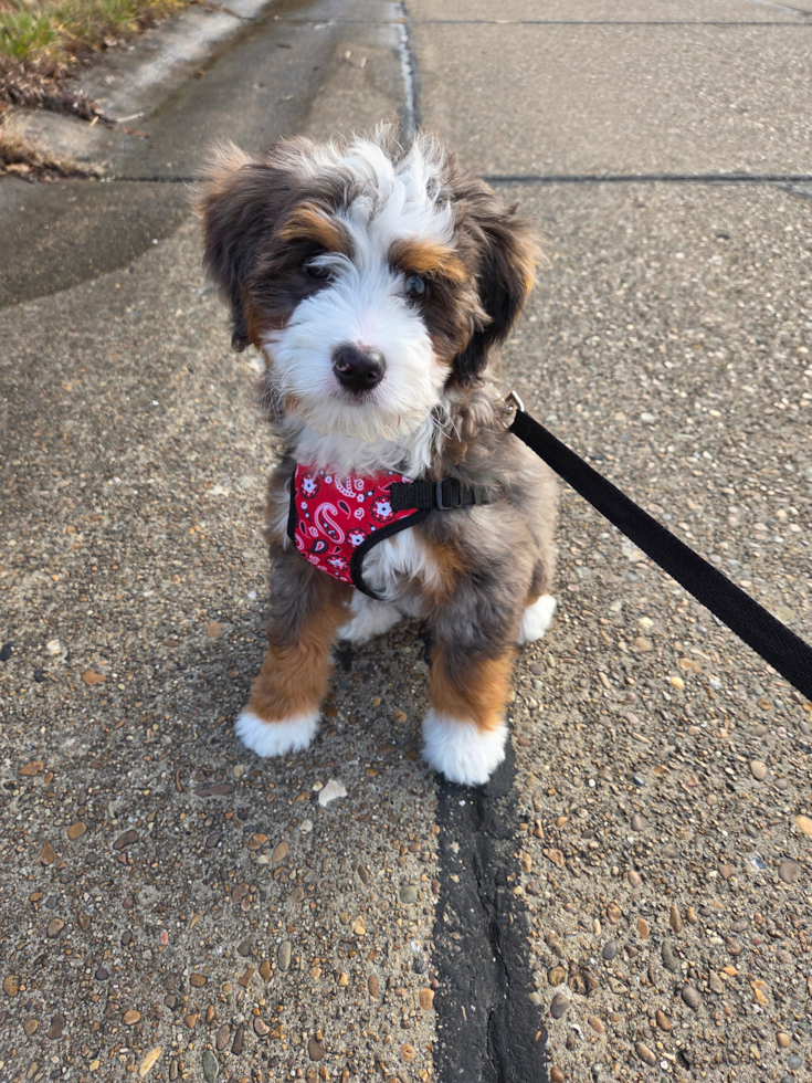 Happy, healthy Puppy Love PR puppy