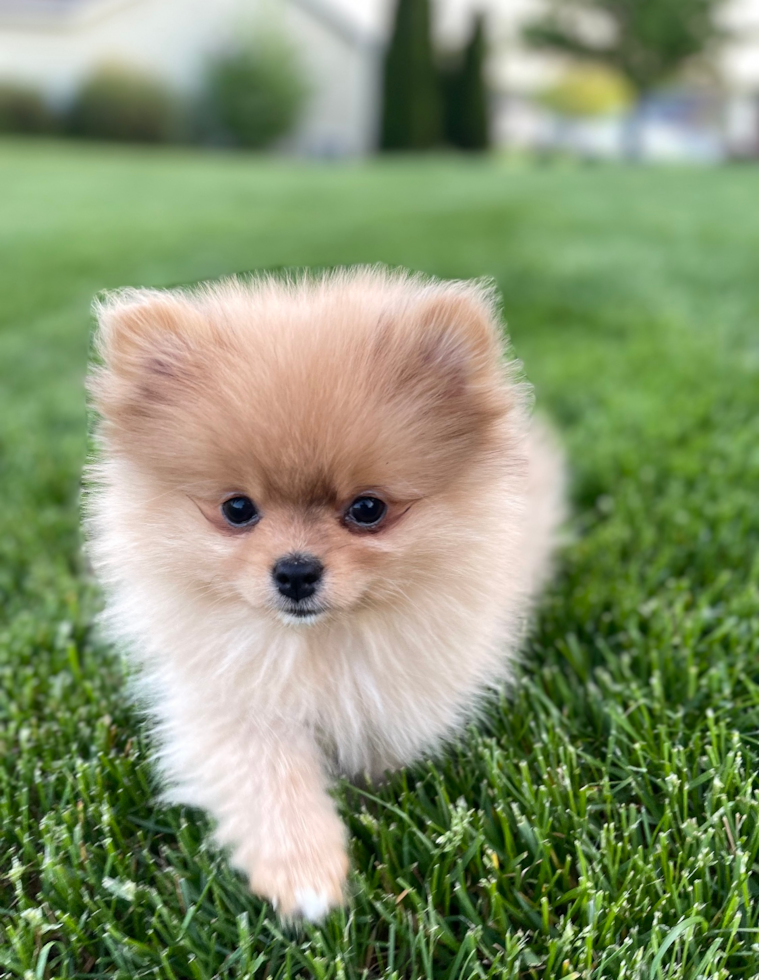 Happy, healthy Puppy Love PR puppy