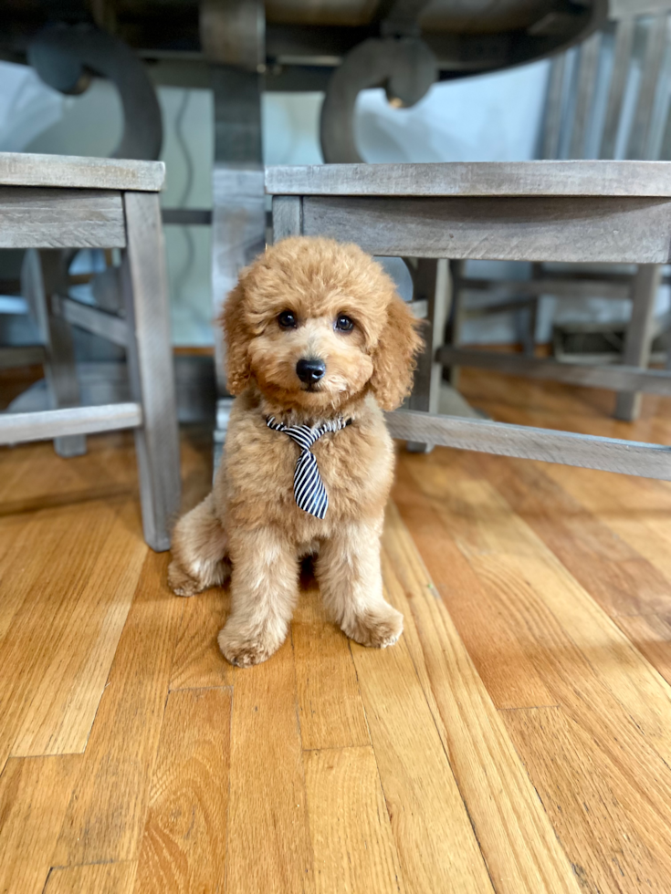 Happy, healthy Puppy Love PR puppy