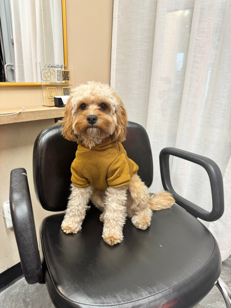Happy, healthy Puppy Love PR puppy
