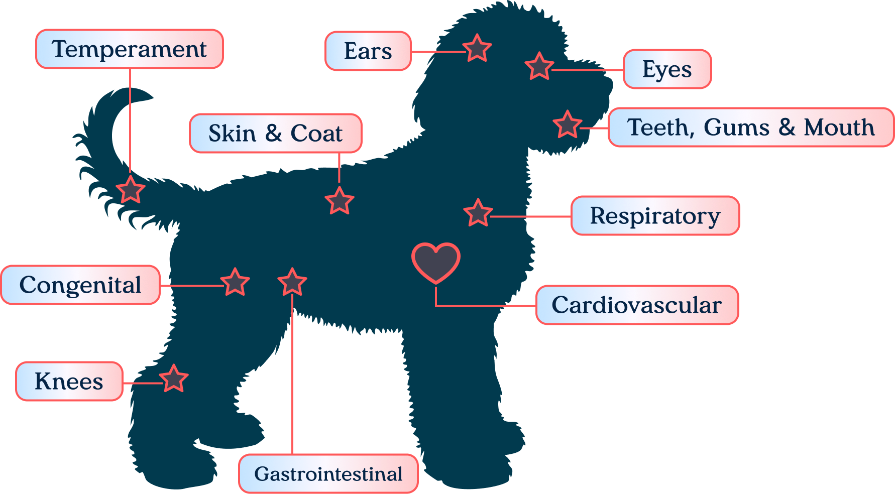 Diagram of the 12-point nose-to-tail veterinary examination areas on a puppy
