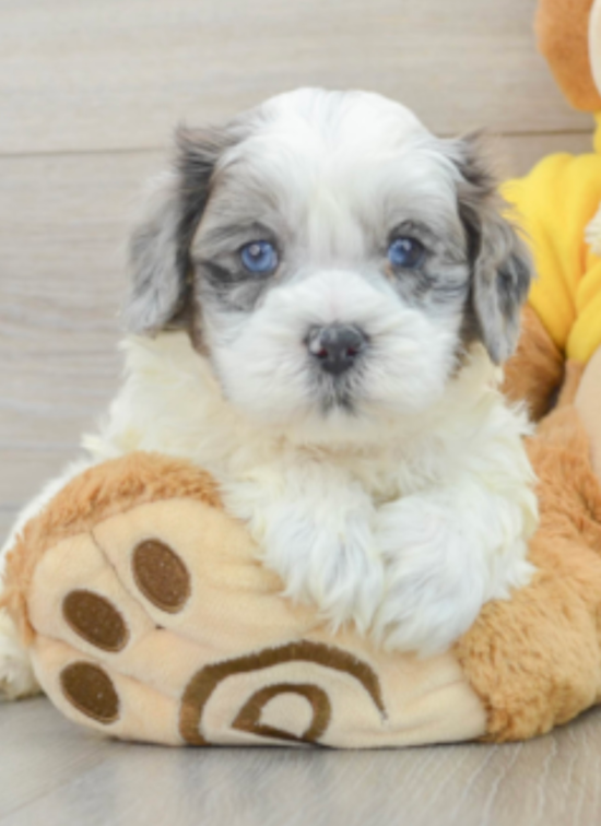 Shih Poo