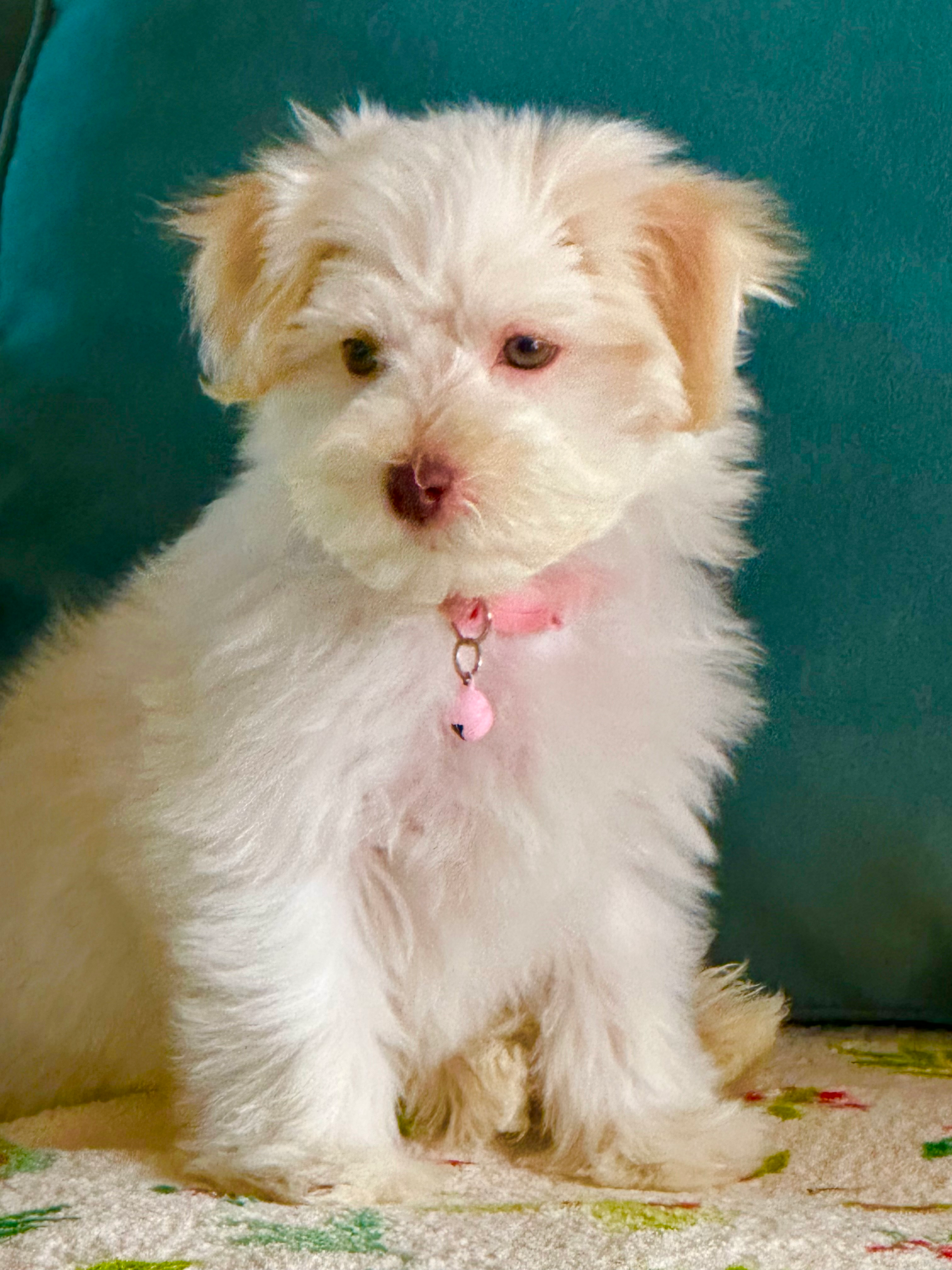 Havanese Puppy for Adoption