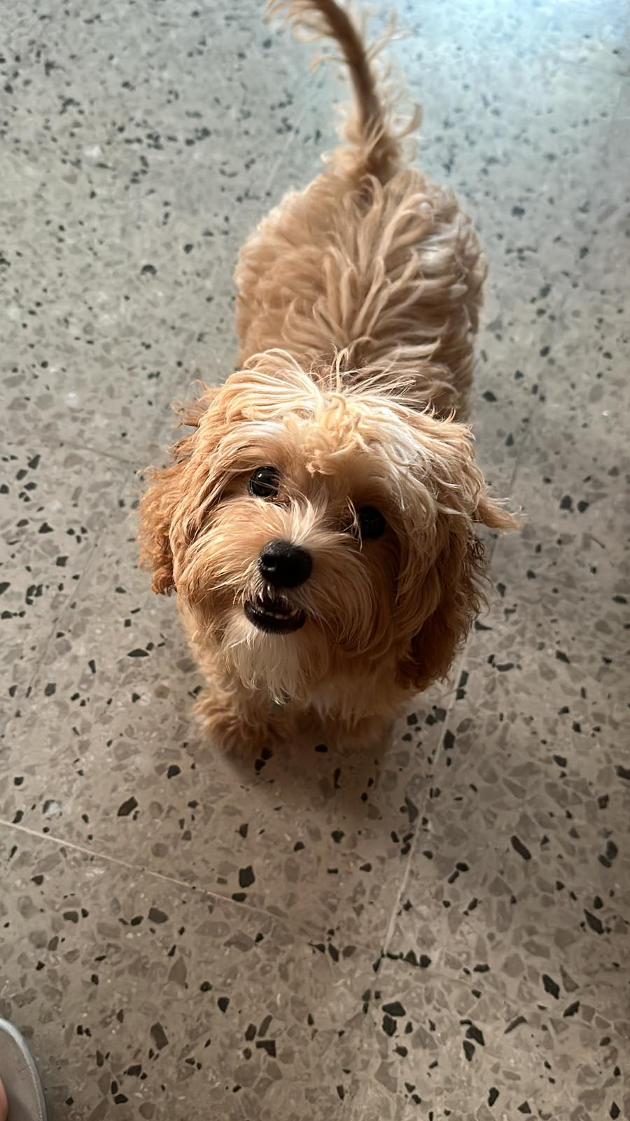 Hypoallergenic Cavoodle Poodle Mix Puppy