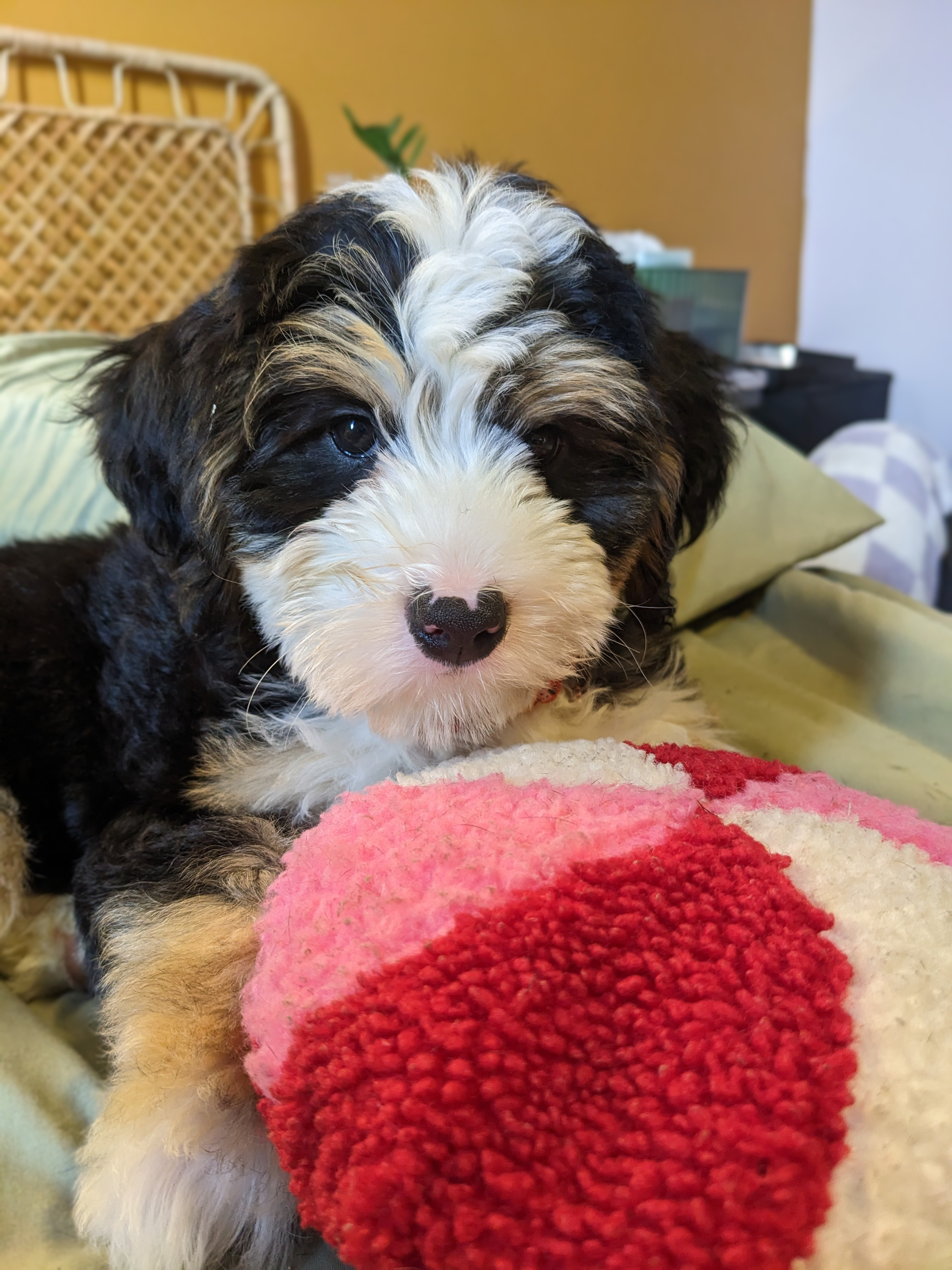 Smart Mini Bernedoodle Poodle Mix Pup