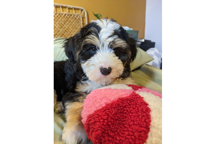 Smart Mini Bernedoodle Poodle Mix Pup