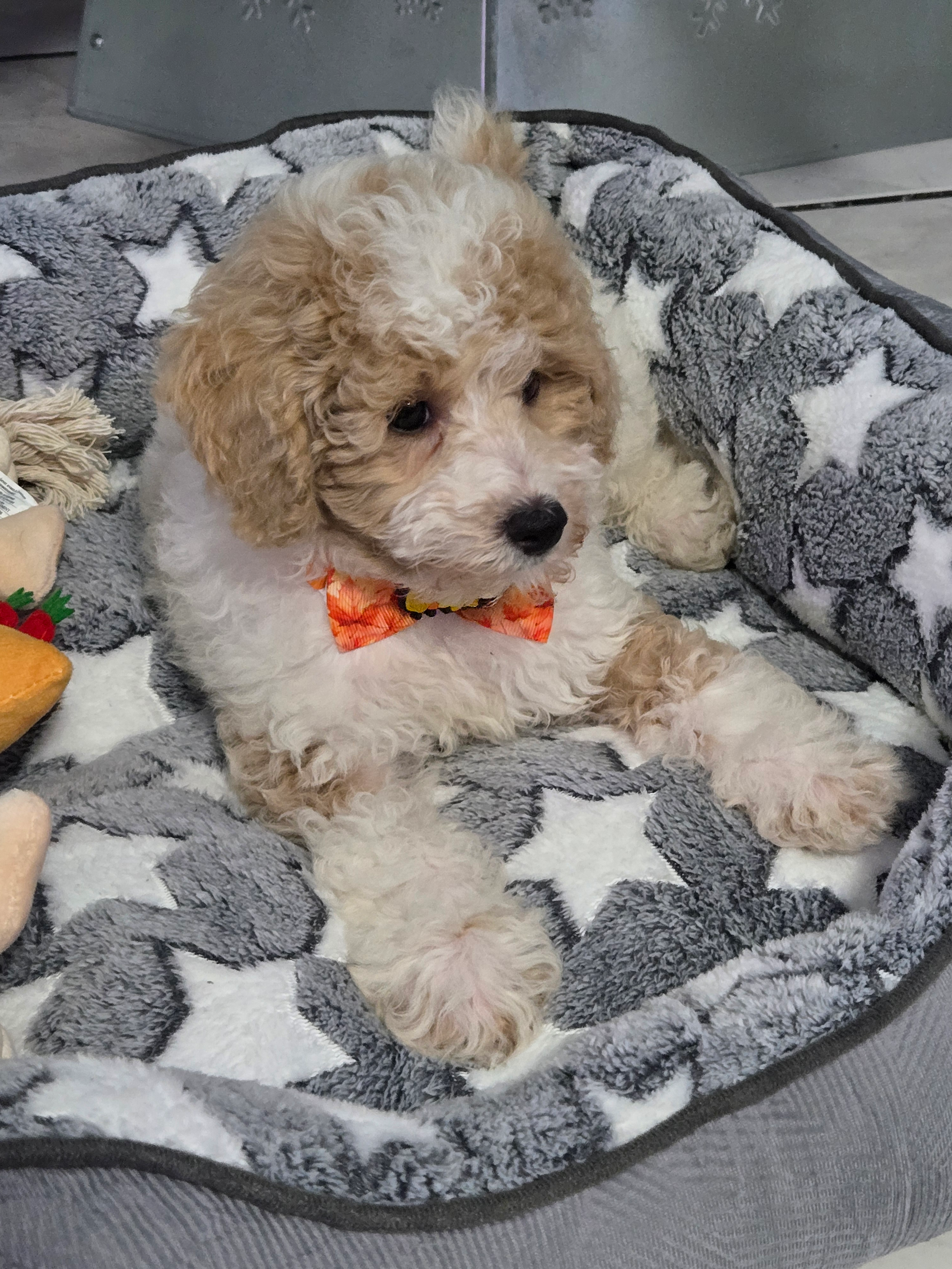 Poodle Puppy for Adoption