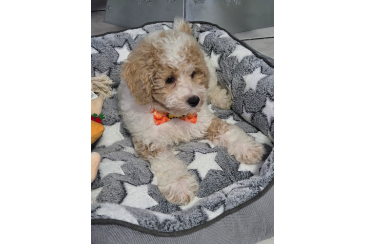 Poodle Puppy for Adoption