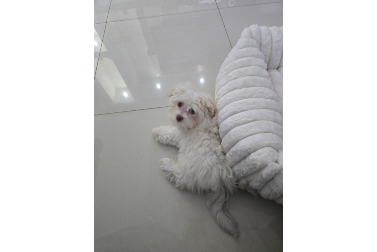 Havanese Puppy for Adoption