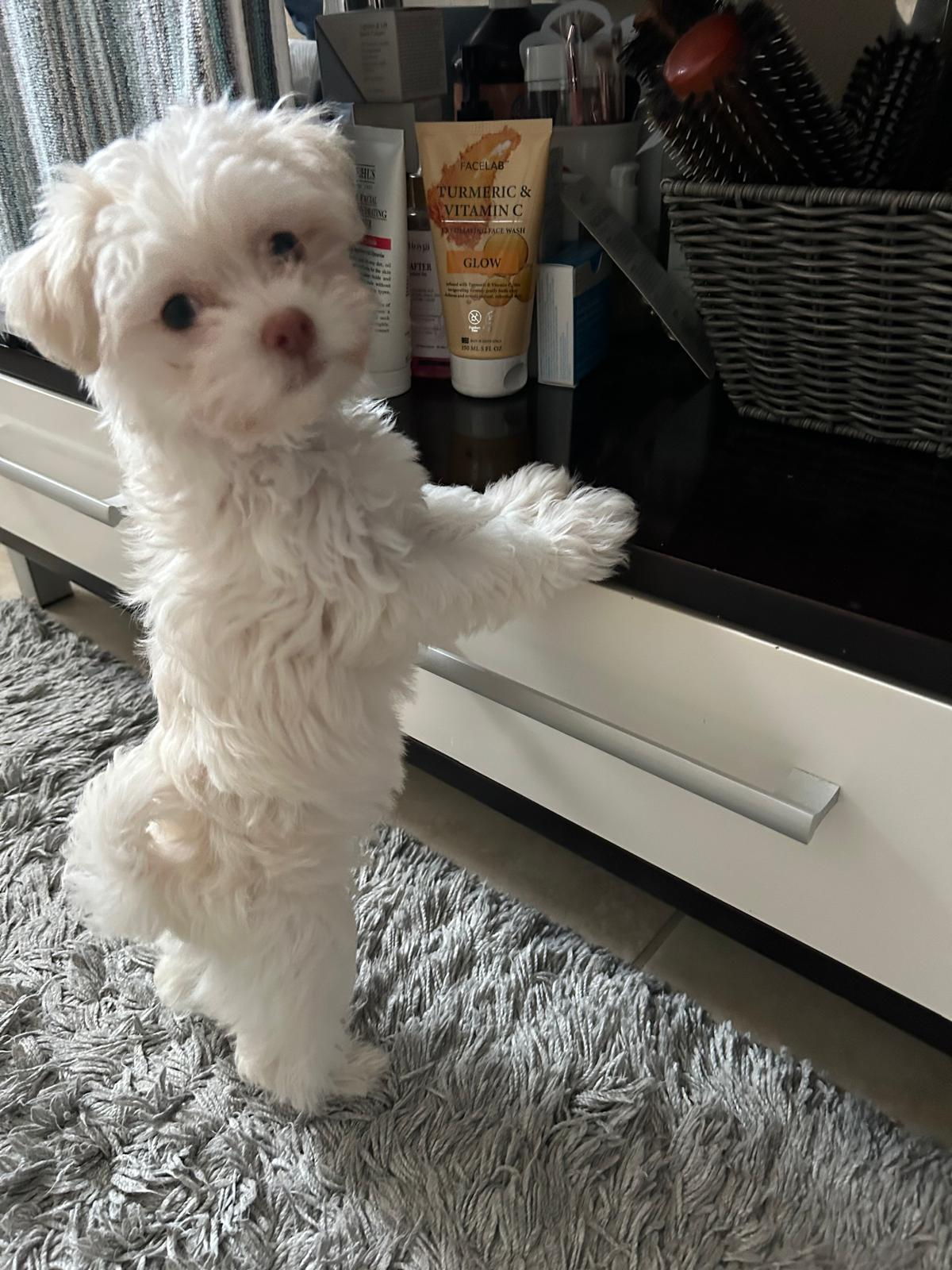 Havanese Puppy for Adoption