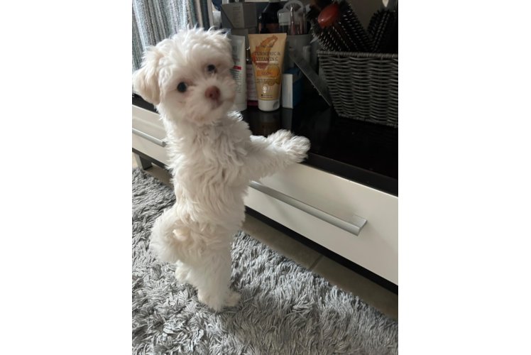 Havanese Puppy for Adoption