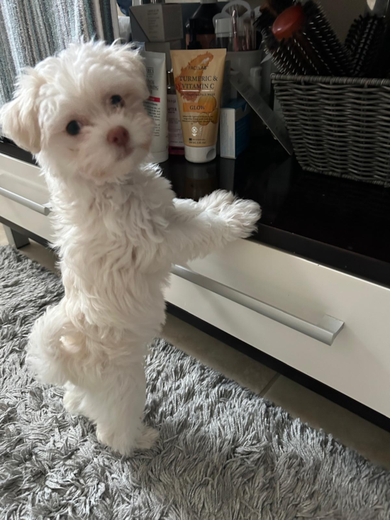 Havanese