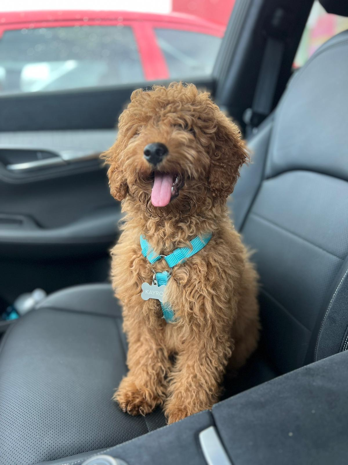 Best Cavapoo Baby