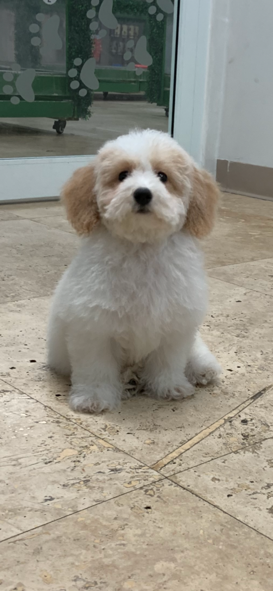 Poochon