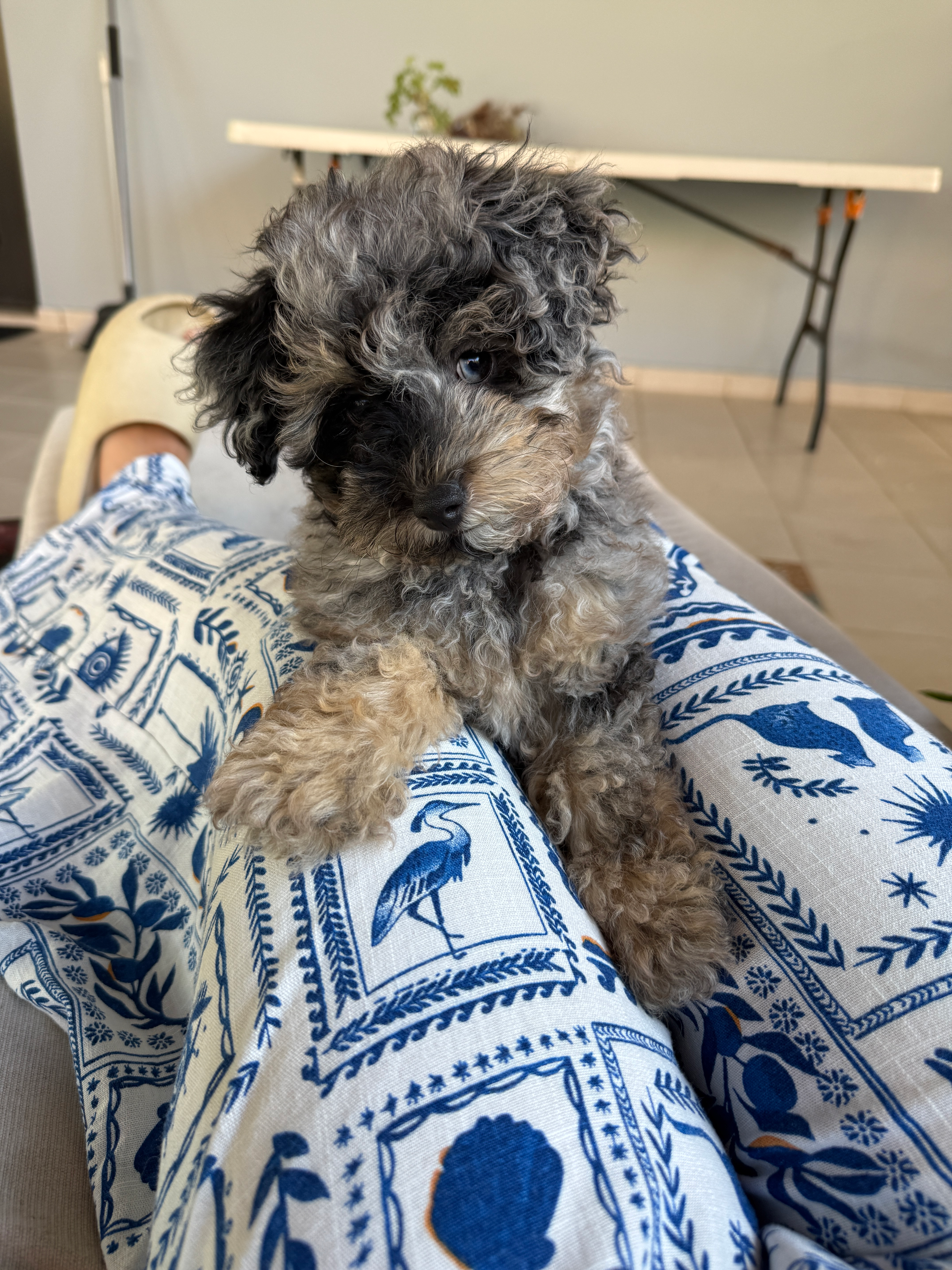 Havapoo Pup Being Cute