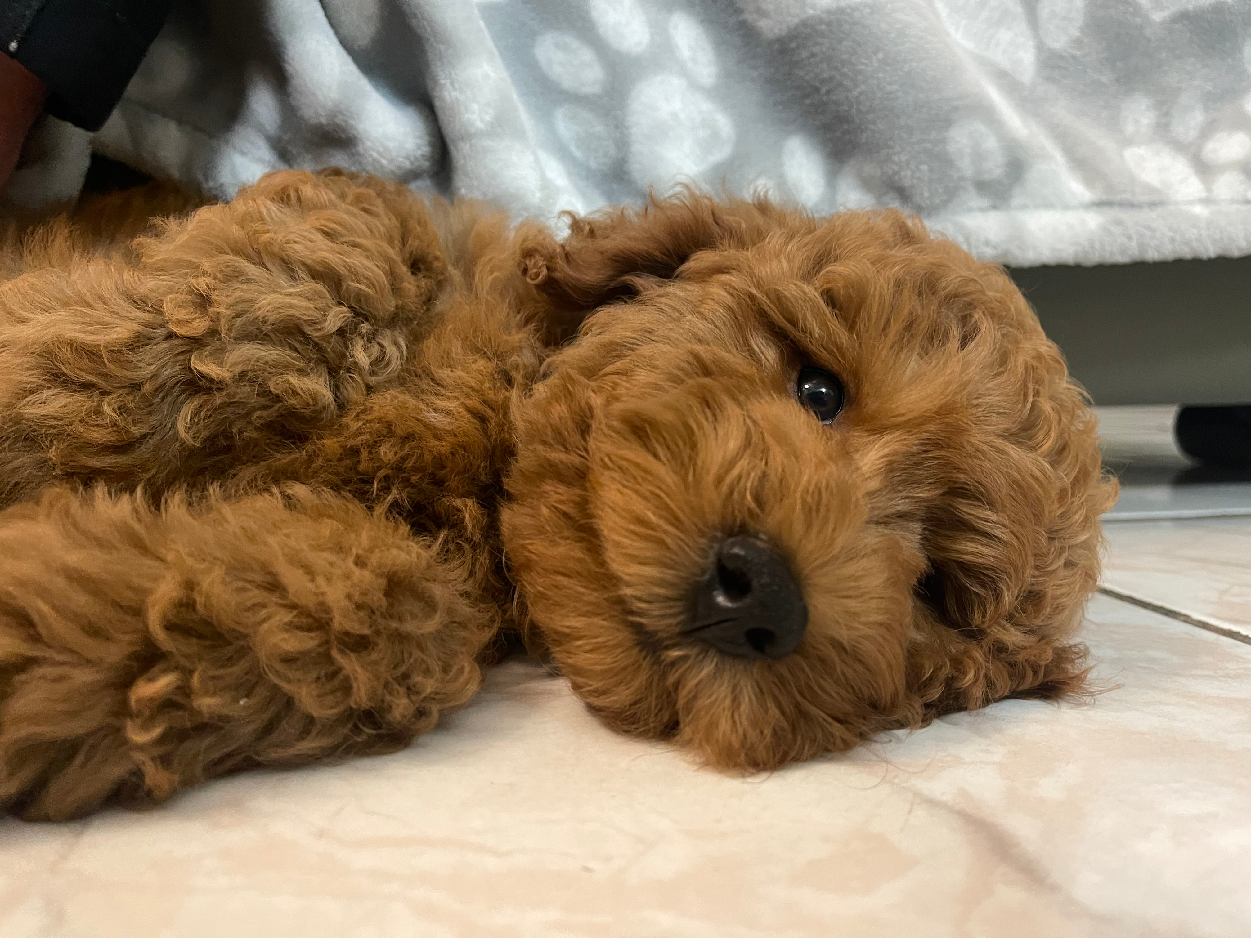 Mini Goldendoodle Pup Being Cute