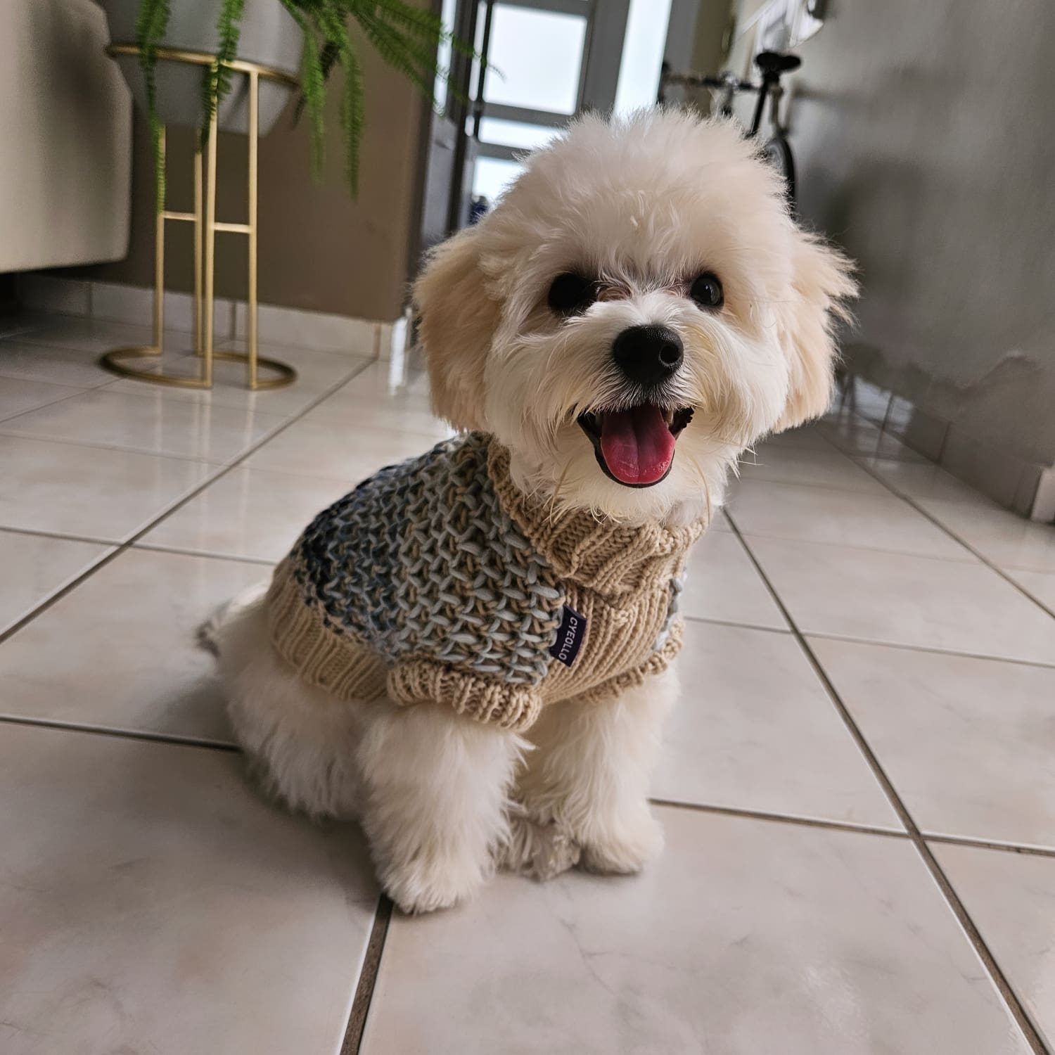 Cute Maltipoo Baby
