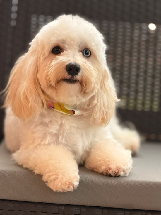 Maltipoo