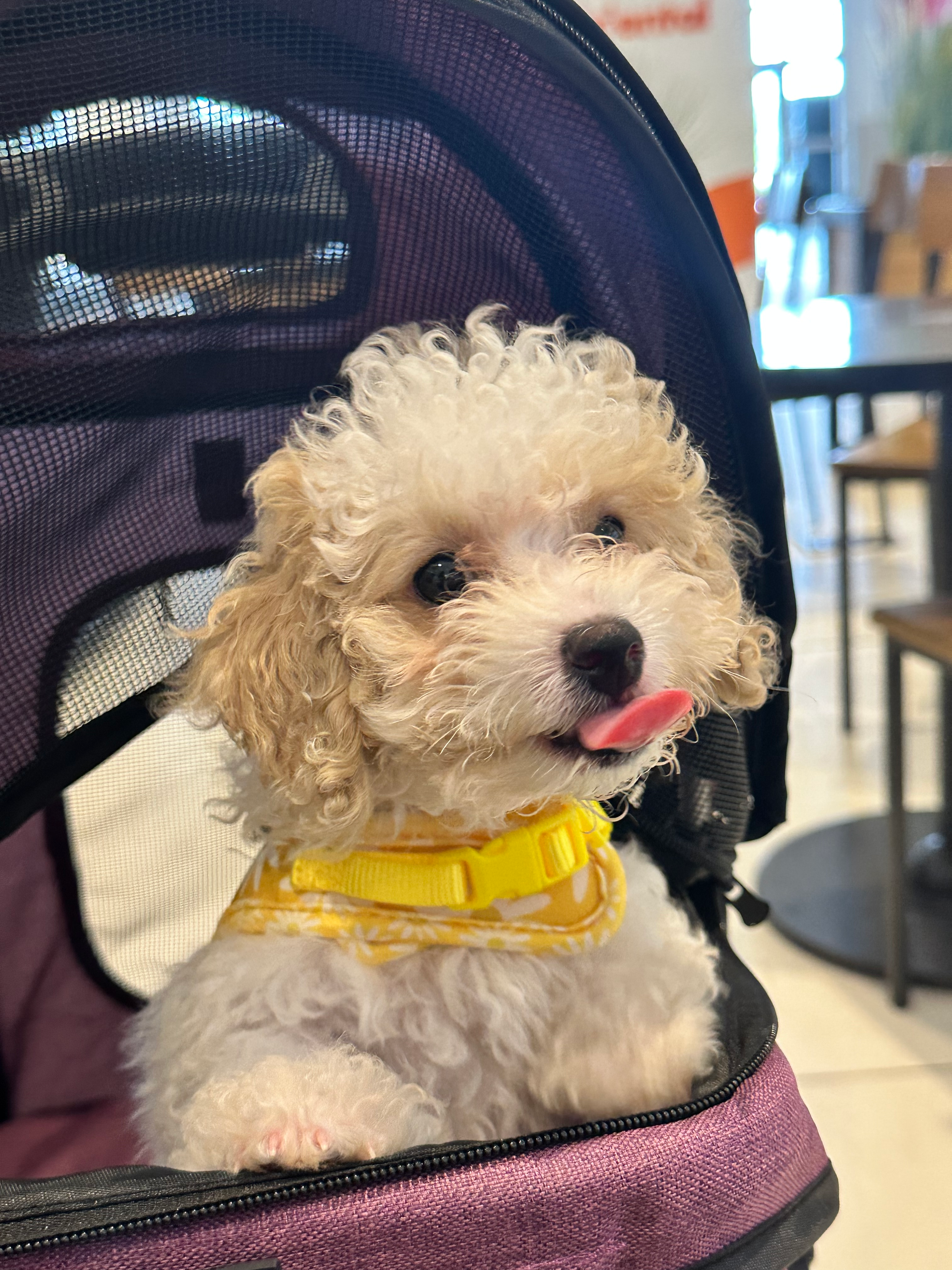 Cute Pudle Purebred Puppy