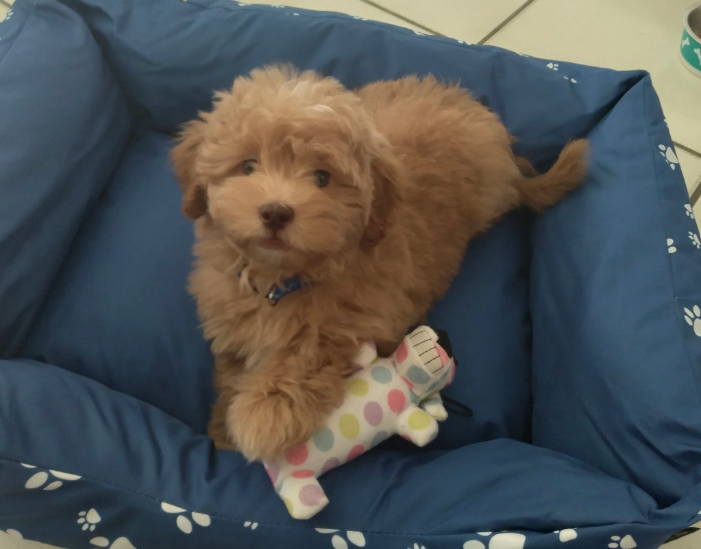 Shih Poo Puppy for Adoption