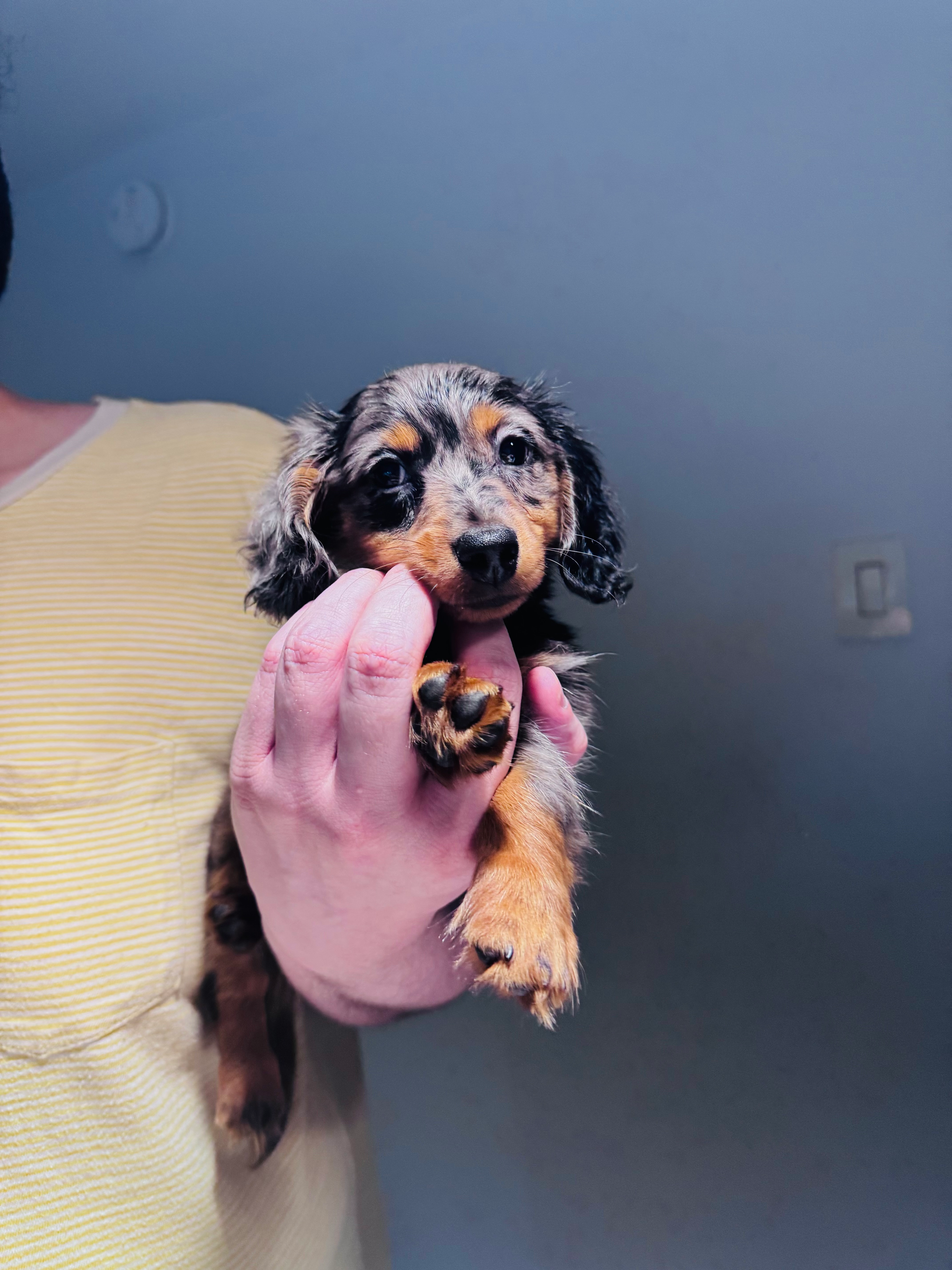 Cute Dachshund Baby