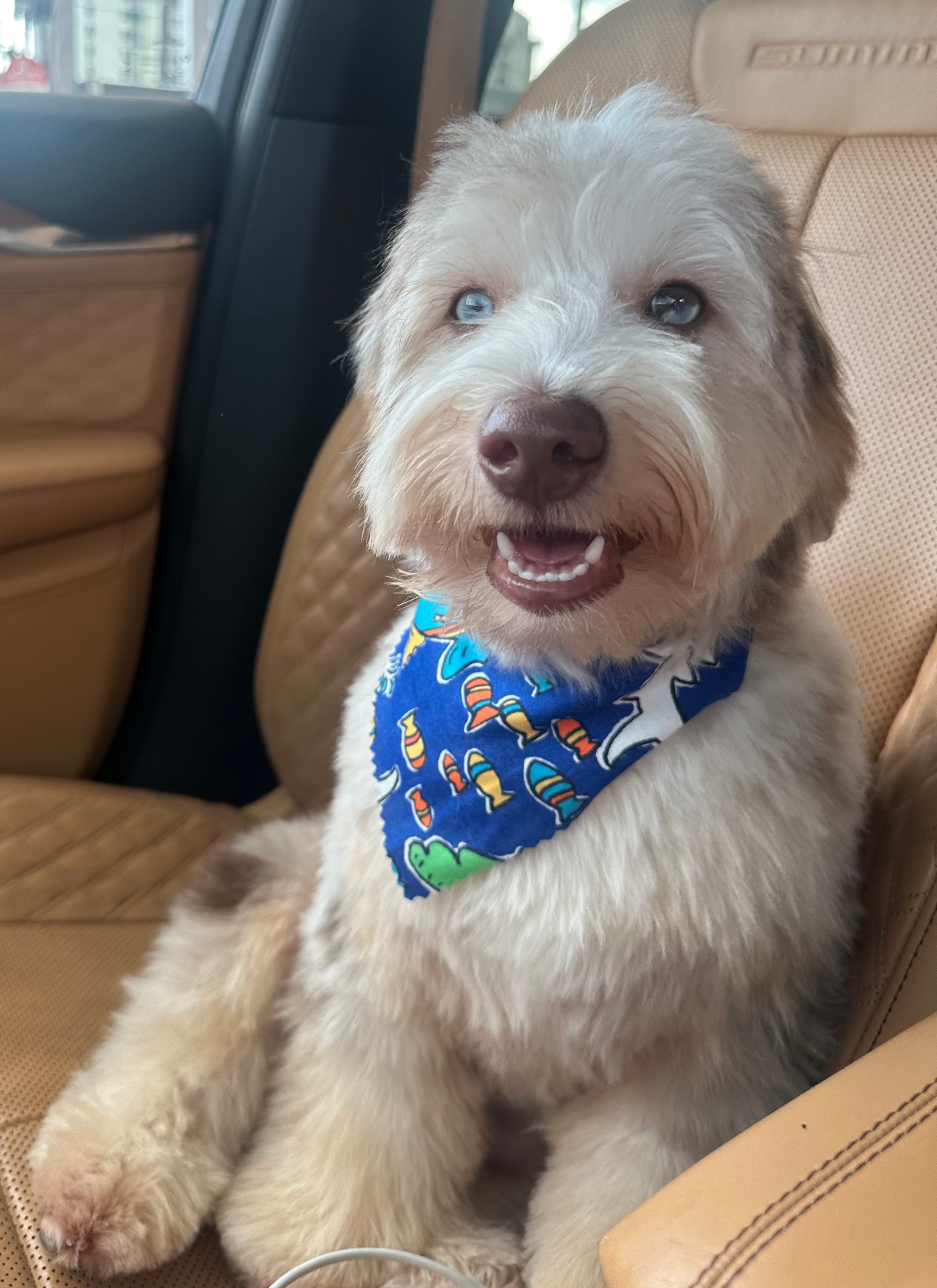 Mini Aussiedoodle Puppy for Adoption