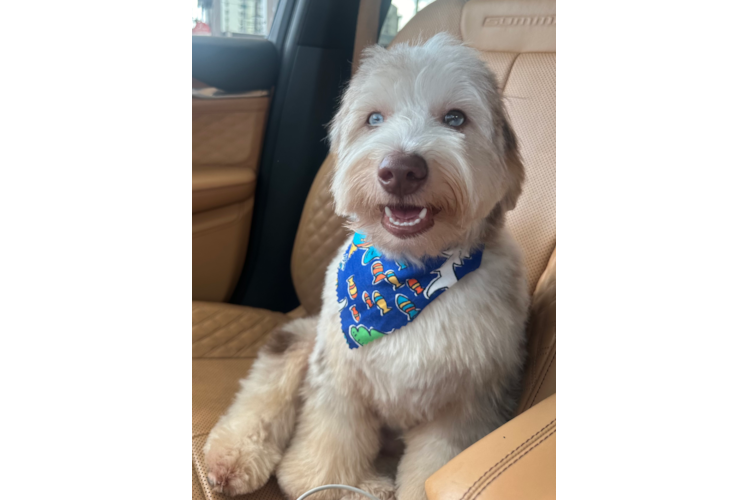 Mini Aussiedoodle Puppy for Adoption