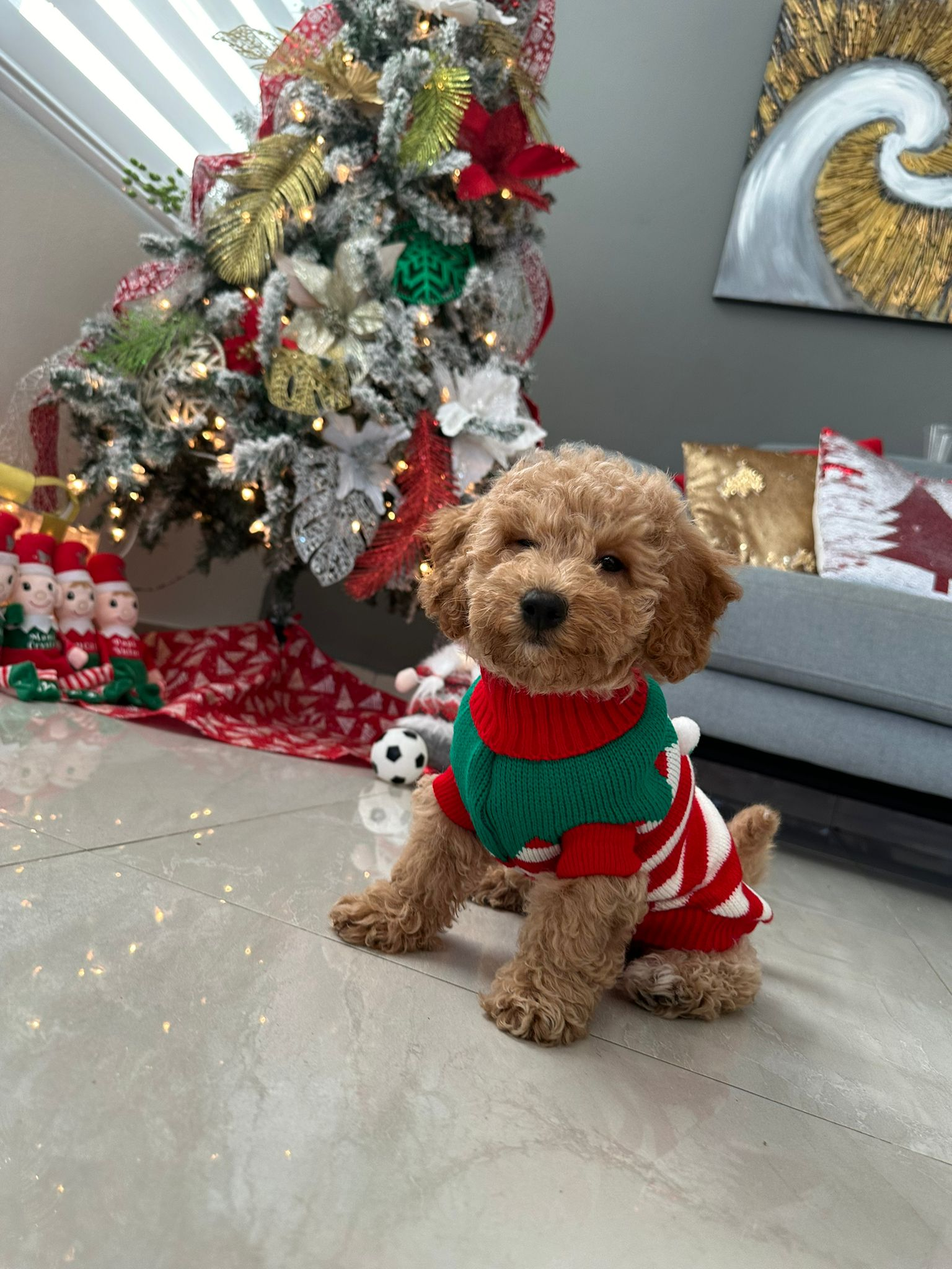 Best Poochon Baby