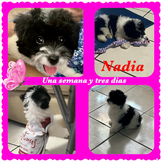 Nadia