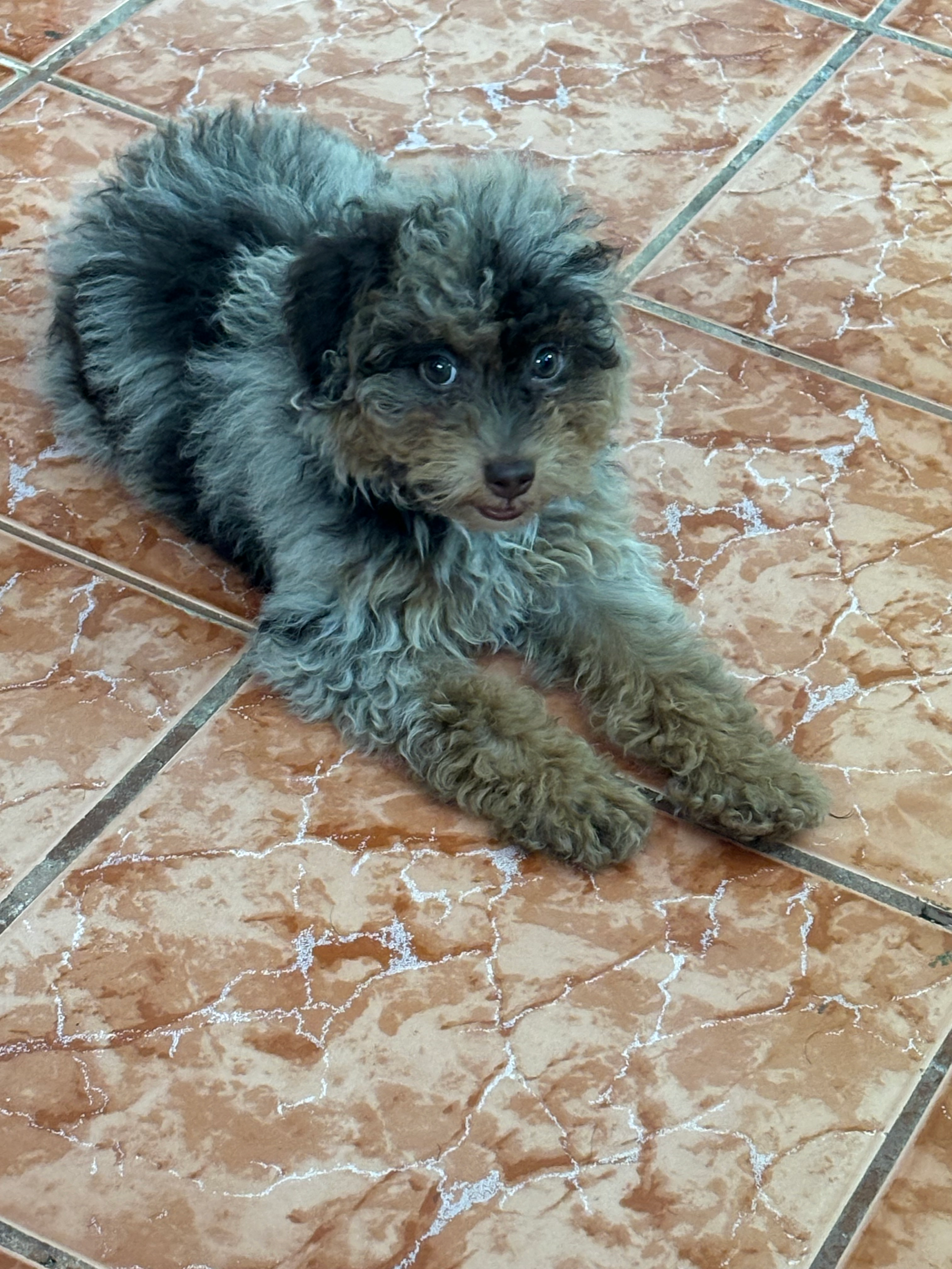 Poodle Puppy for Adoption