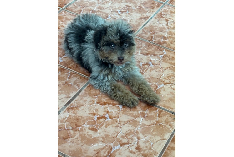 Poodle Puppy for Adoption