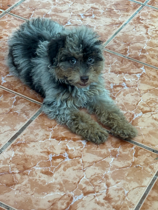 Poodle