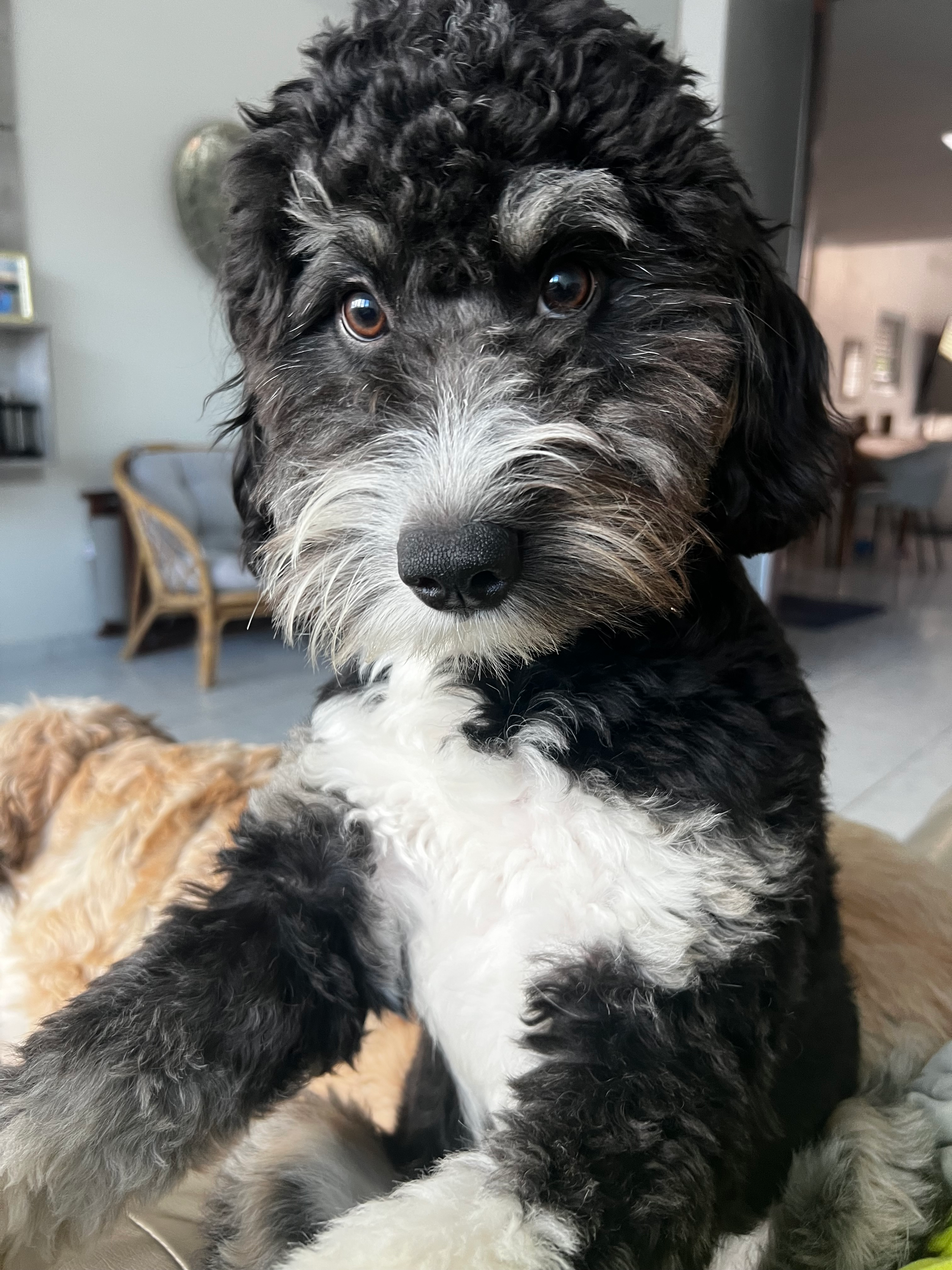 Energetic Mini Bernesepoo Poodle Mix Puppy
