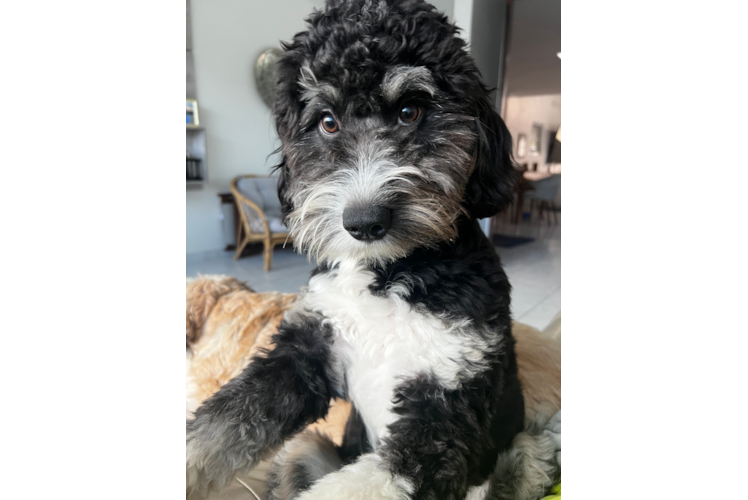 Energetic Mini Bernesepoo Poodle Mix Puppy