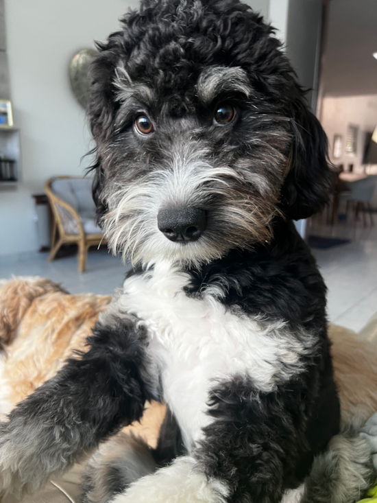 Mini Bernedoodle