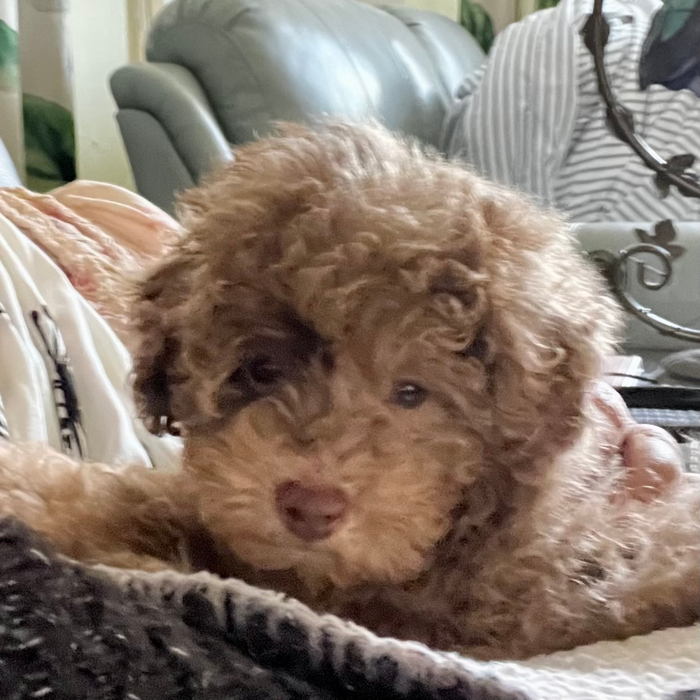 Best Poodle Baby