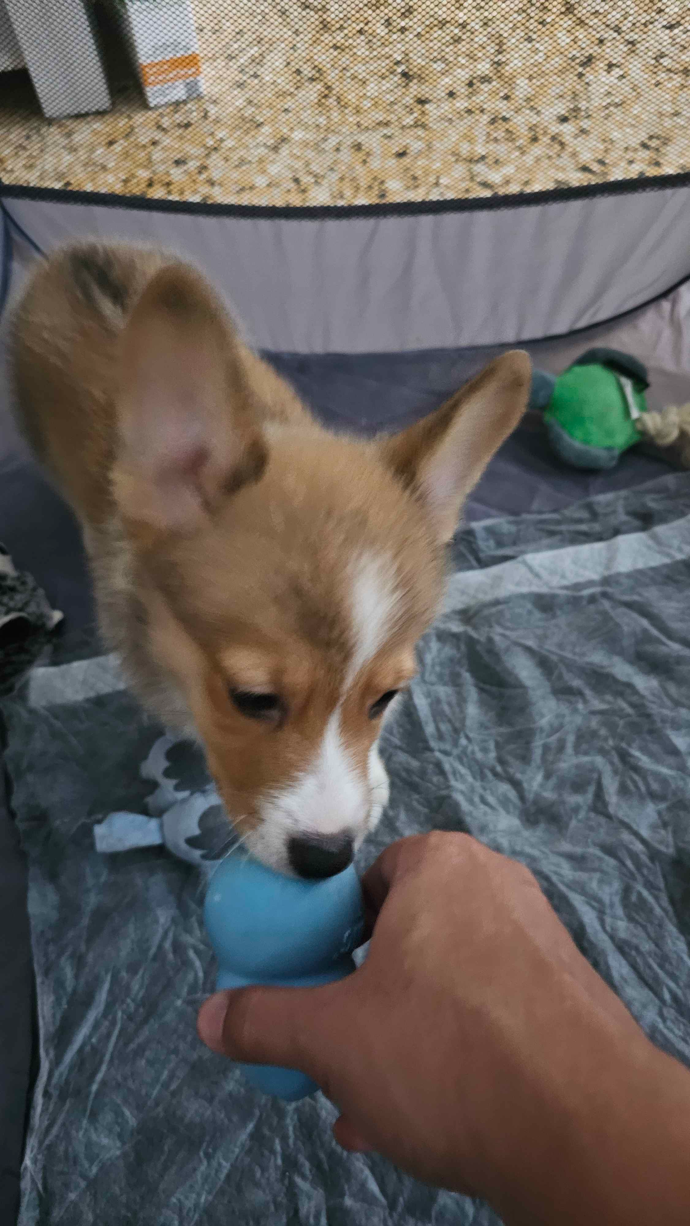 Best Pembroke Welsh Corgi Baby