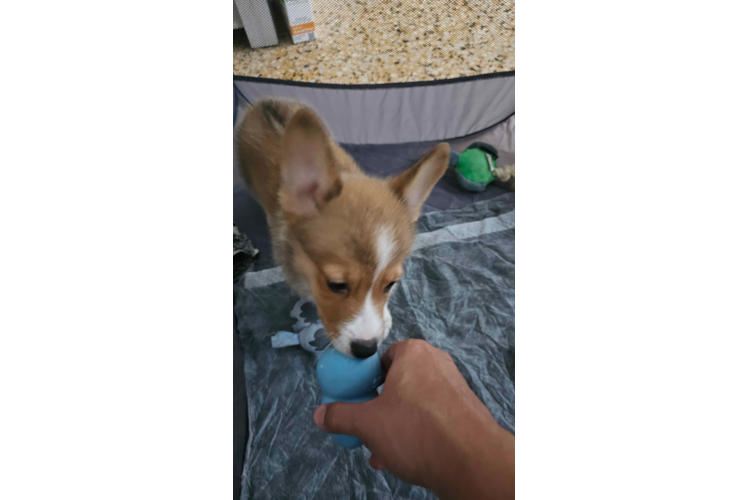 Best Pembroke Welsh Corgi Baby