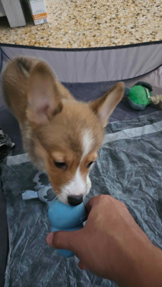 Pembroke Welsh Corgi