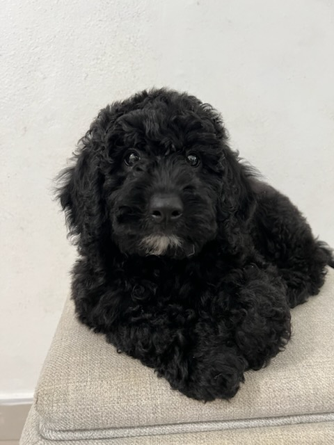 Cute Golden Retriever Poodle Mix Puppy