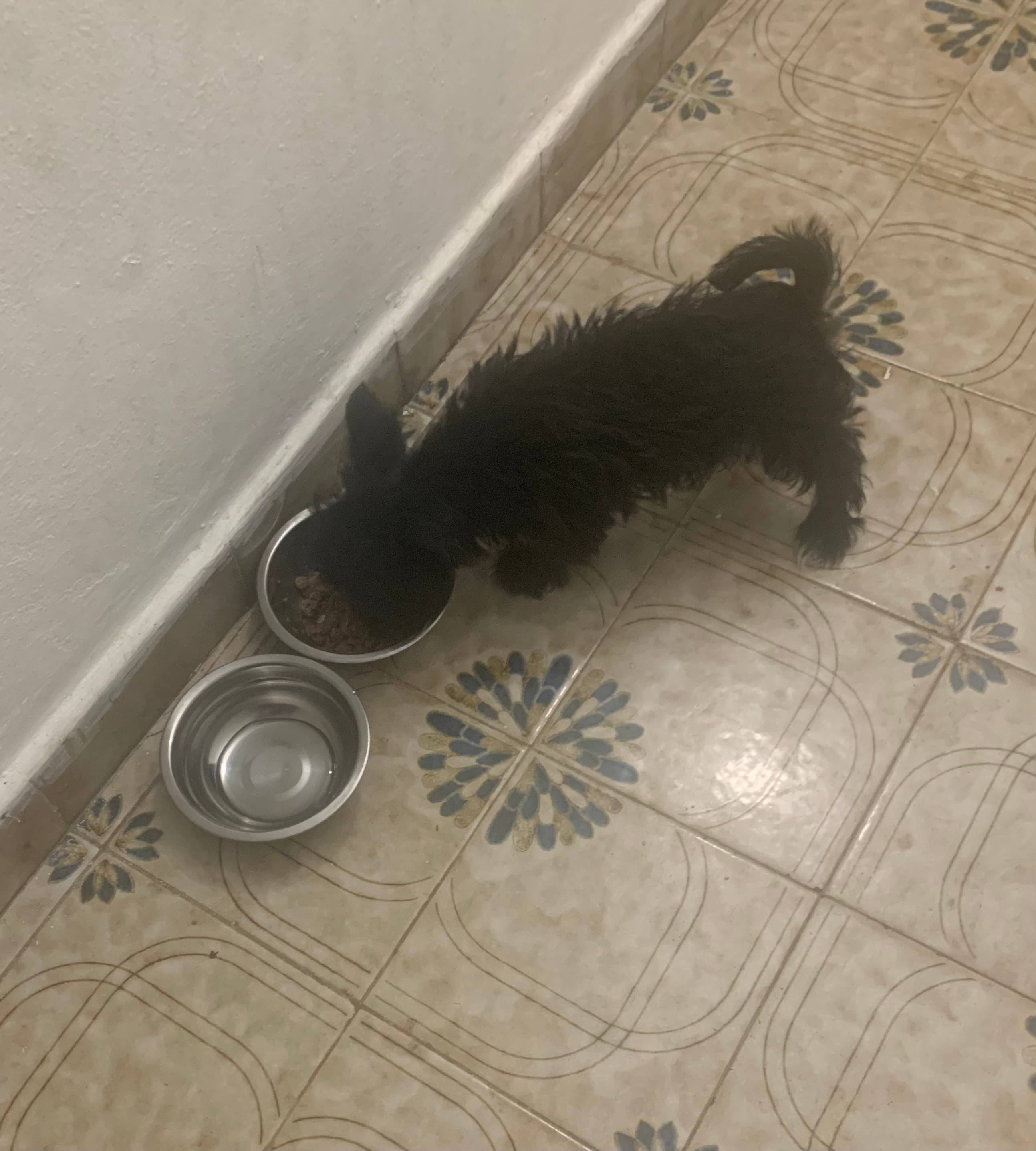 Best Morkie Baby