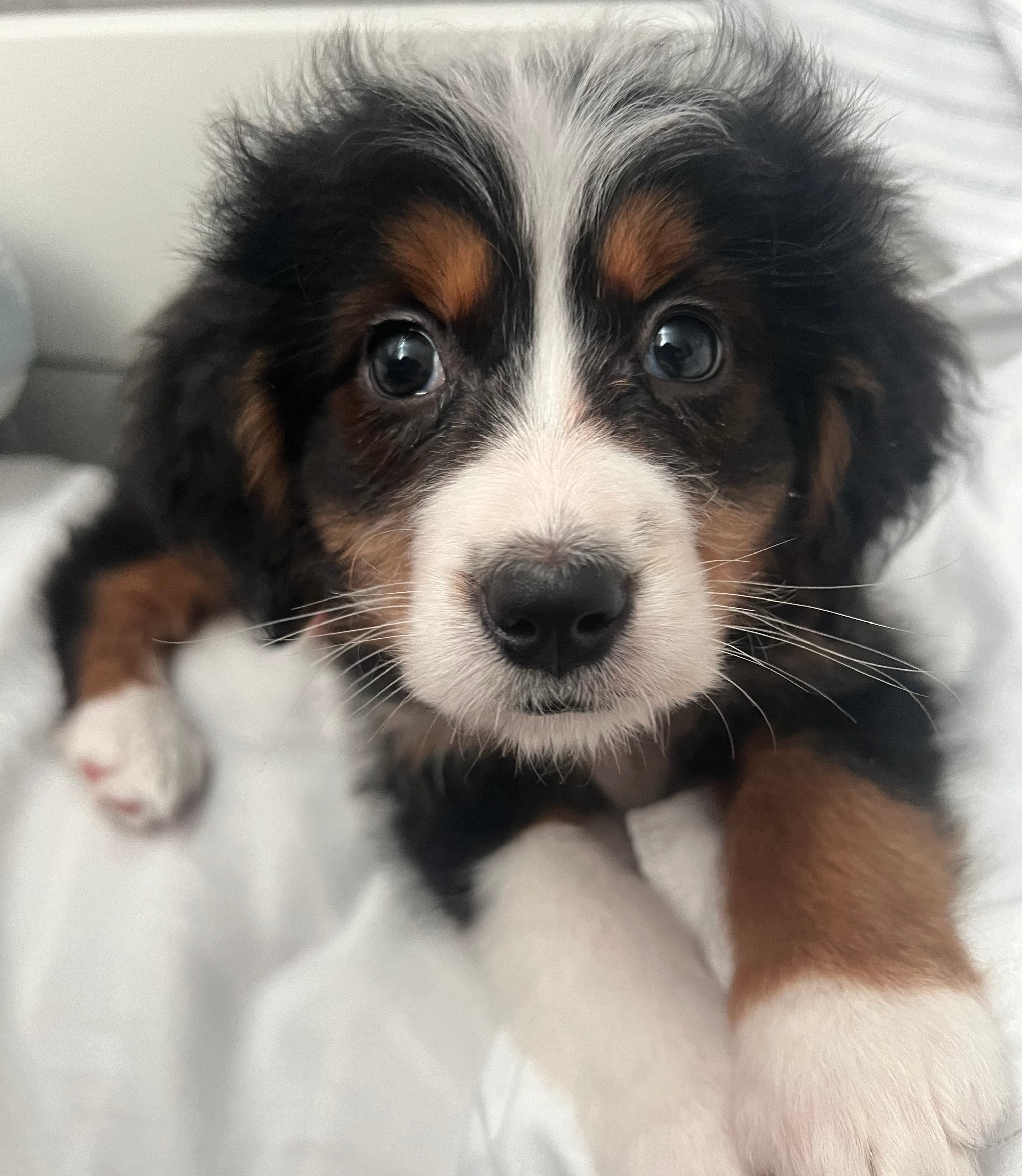 Small Mini Bernedoodle Baby
